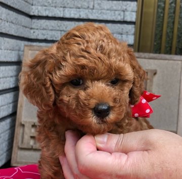 トイプードル(トイ)【福岡県・女の子・2019年5月8日・レッド】の写真「元気にママ犬のおっぱいを飲んですくすく育っています」