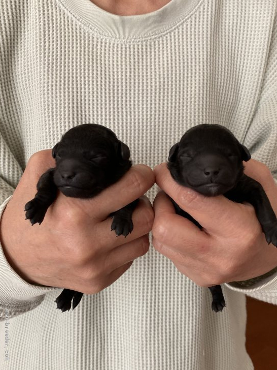 牟田口まり子ブリーダーのブログ：可愛いブラックのプードル真っ黒クロスケ女の子1お産まれました。
